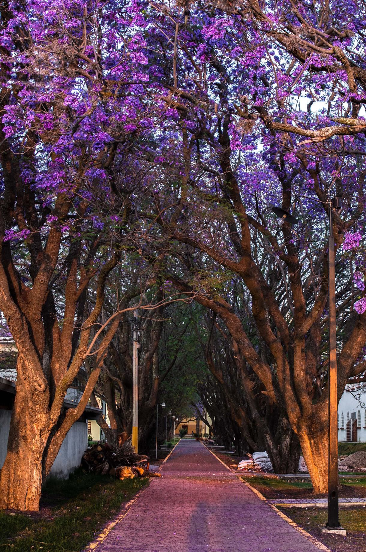 Jacarandas_Zootecnia